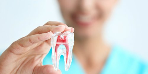 the image of somone holding a replica of a tooth